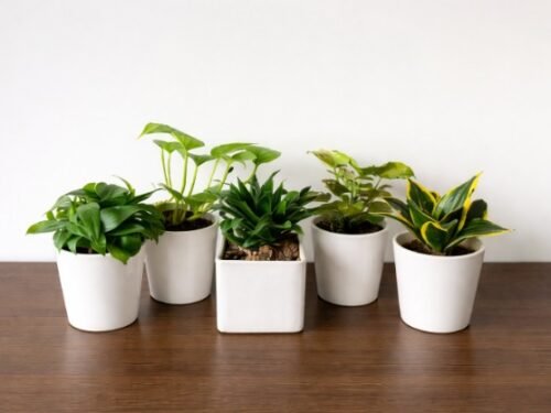 Air Purifying Plants Combo (Small)