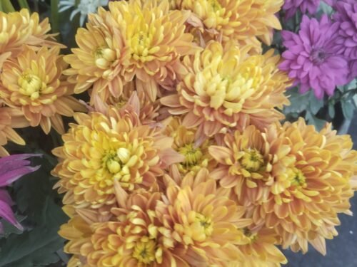 Chrysanthemum (Mum Flower)