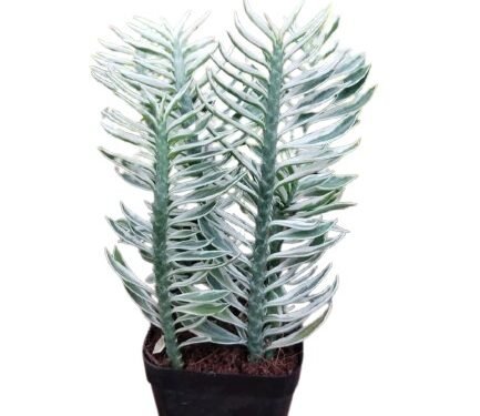 Variegated Devil’s Backbone in 6"Pot