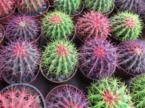 Golden Barrel Cactus