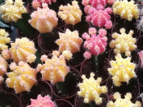 Moon Cactus