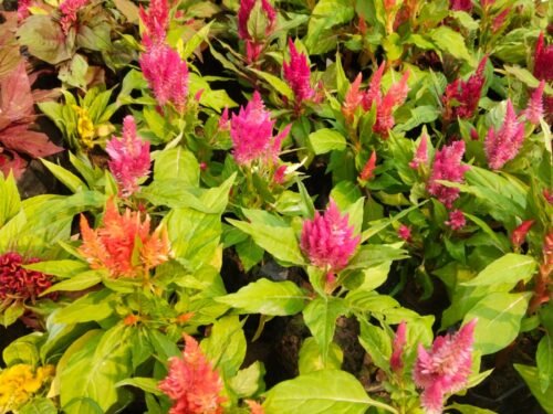 Celosia Plumosa in 6" Pot