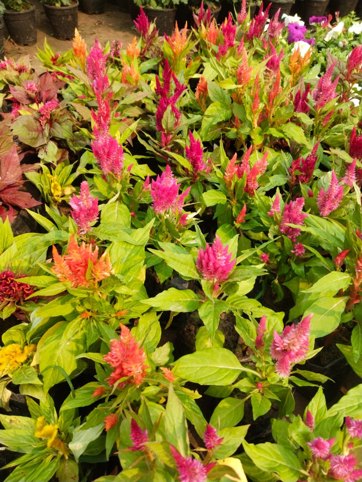 Celosia Plumosa in 6" Pot