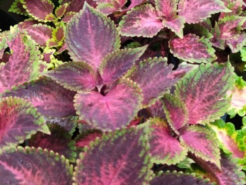 Coleus in 6"Pot