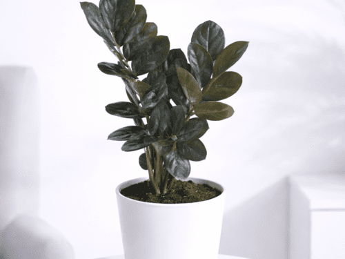 ZZ Plant (Black) in 5 "Pot