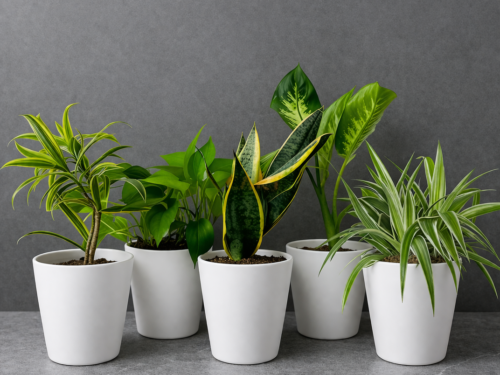 Buy Plants Online