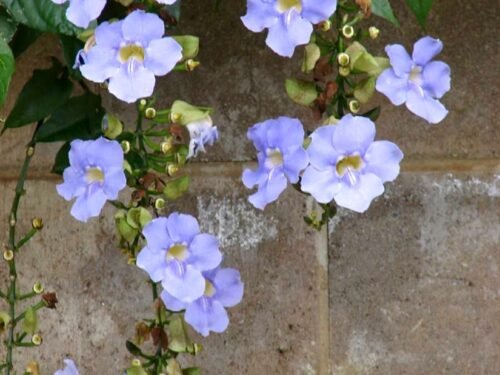 Thunbergia Laurifolia in 6" Pot
