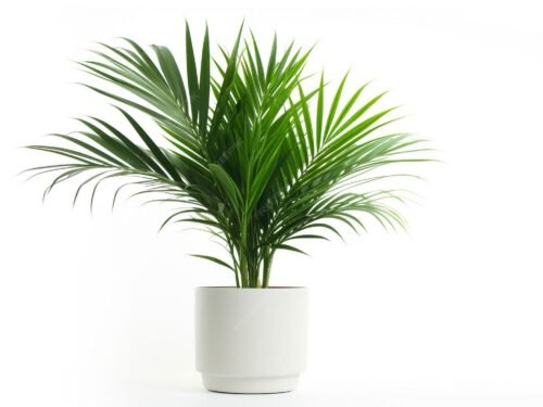 Areca Palm in 8" Pot