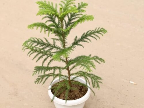 Araucaria plant 1-1.5ft in 8" Pot