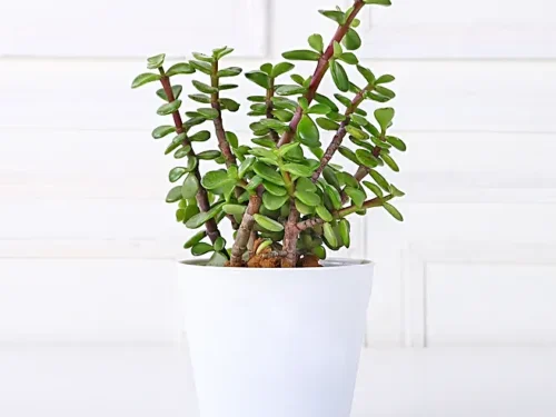 Jade 10x in 4" Ceramic Pot