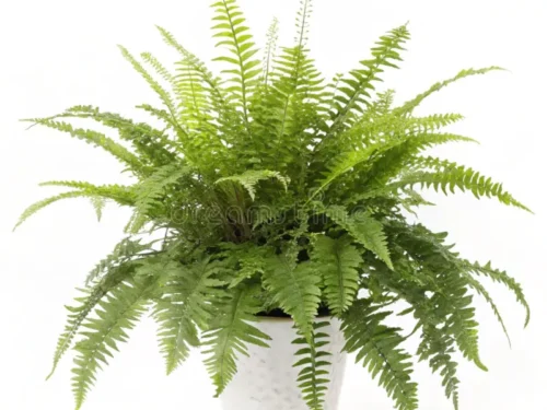 Tiger Boston Fern in 6" Pot