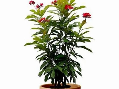 Jatropha in 8" Pot