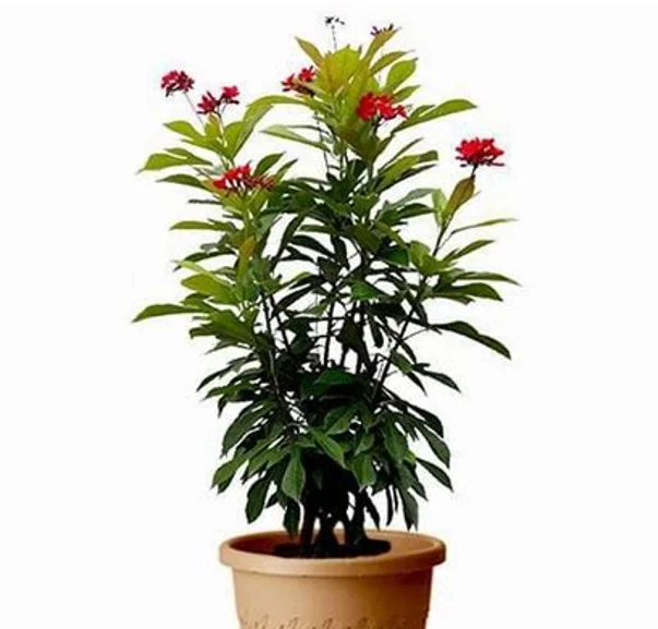 Jatropha in 8" Pot