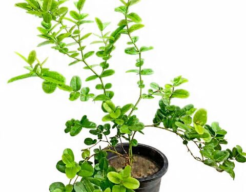 Karonda Plant in 8" Pot