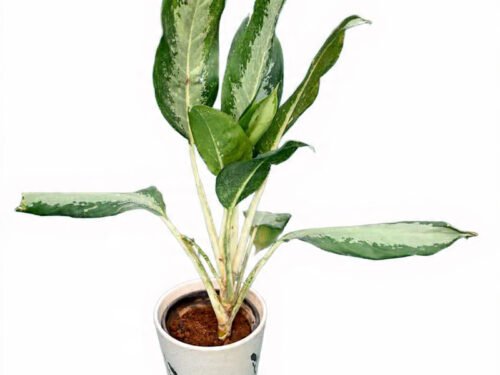 Aglaonema Green 10x in 4"Ceramic Pot