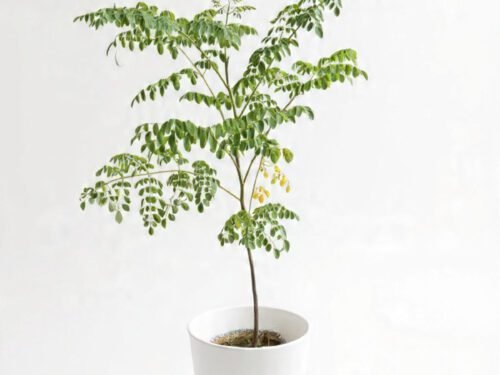 Curry Leaf Plant in 8" Pot