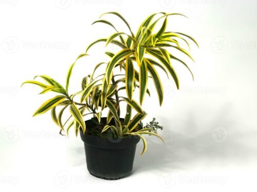 Dracaena Reflexa(Song of Jamaica ) in 6" Pot