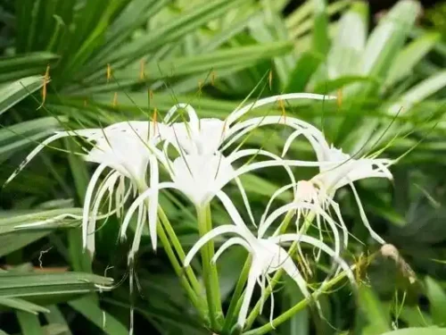 Spider Lily in 6" Pot