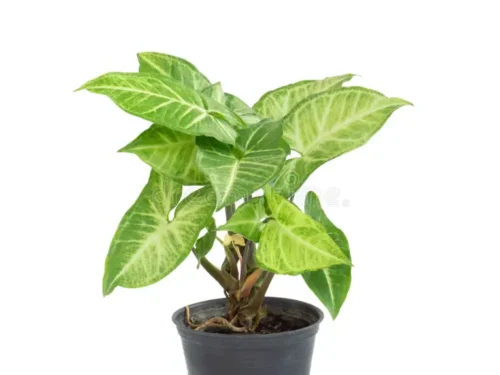 Syngonium Arrowhead in10x  4" Ceramic Pot