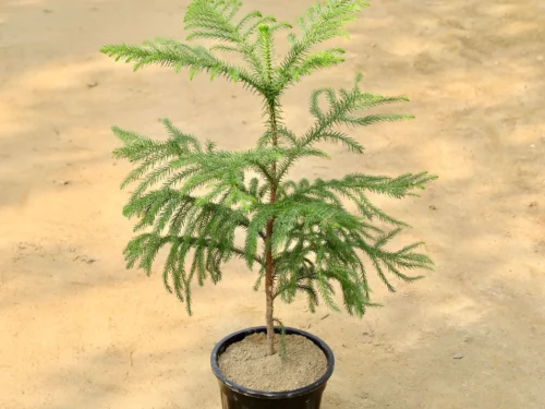 Araucaria plant 2.5ft in 8" Pot