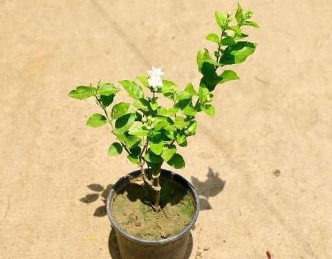 Gardenia jasmine in 6" Pot