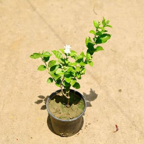 Gardenia jasmine in 6" Pot