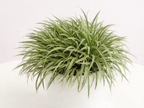 Japanese Sedge