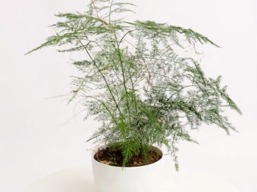 Asparagus Fern