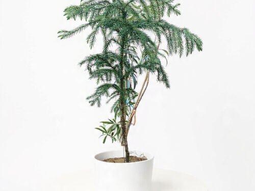 Norfolk Island Pine — Araucaria heterophylla in 8" Pot