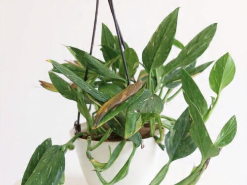 Monstera standleyana ‘Albo Variegata' in Basket