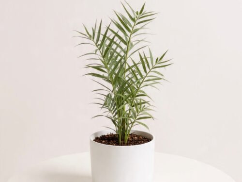 Parlor Palm (Chamaedorea elegans) in 8" Pot