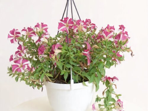 Petunia (Star-pattern type) in Hanging Basket