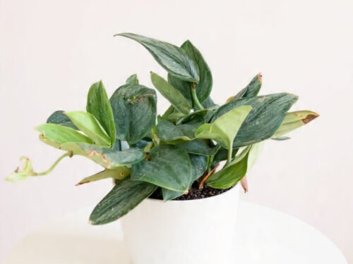 Sterling Silver ( Scindapsus)