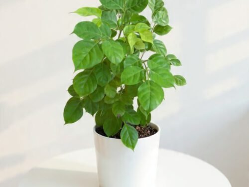 China Doll Plant (Radermachera Sinica) in 10" Pot