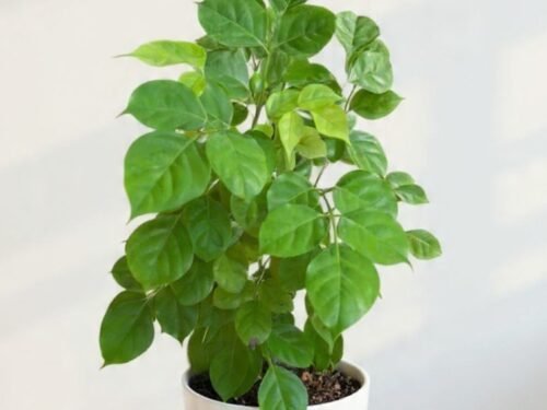 China Doll Plant (Radermachera Sinica) in 10" Pot