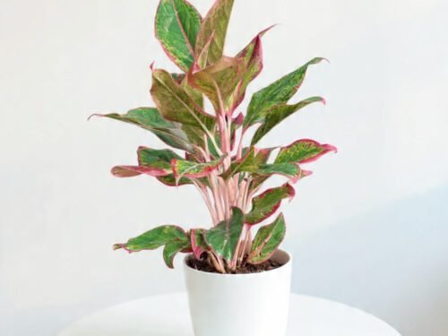 Lipstick Aglaonema in 8"Pot
