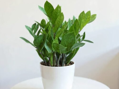 ZZ Plant (Zamioculcas zamiifolia) in 5" pot