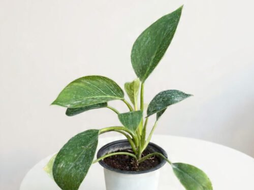 Philodendron ‘Birkin’ in 5" pot