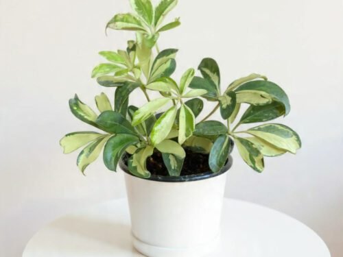 Schefflera Variegated in 5" Pot