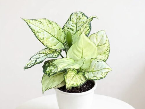 Aglaonema (Super White) in 5" pot