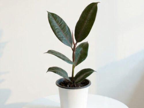 Rubber (Ficus elastica) in 6" Pot