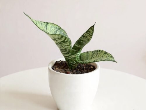 Snake Plant  (Sansevieria) in 5"Pot