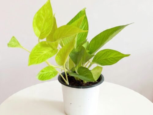 Golden Pothos in 4" Pot