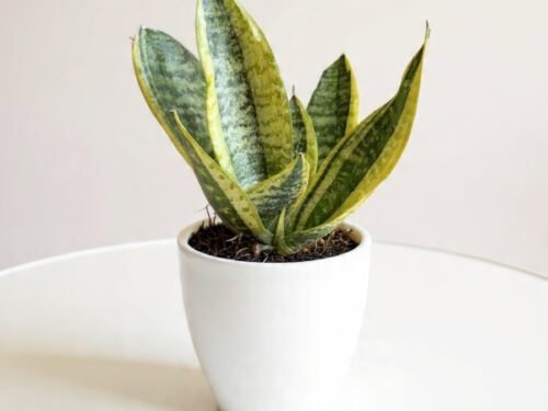 Snake Plant in 6" Pot