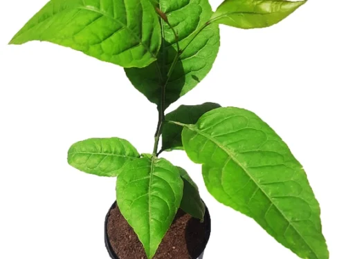 Bel Patra in 8" Pot