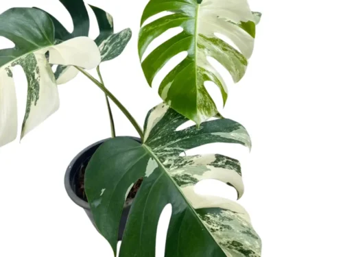 Variegated Algo Monstera(Borsigiana) in 8"Pot