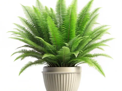 Green Boston Fern in 6" Pot