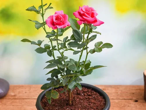 Rose in 8" Pot