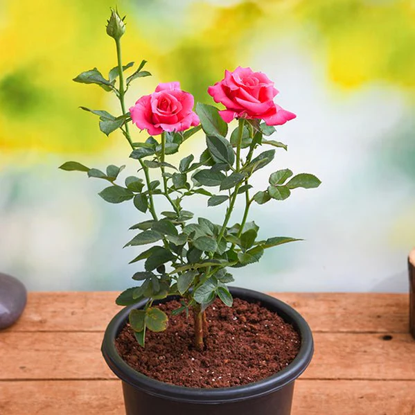 Rose in 8" Pot