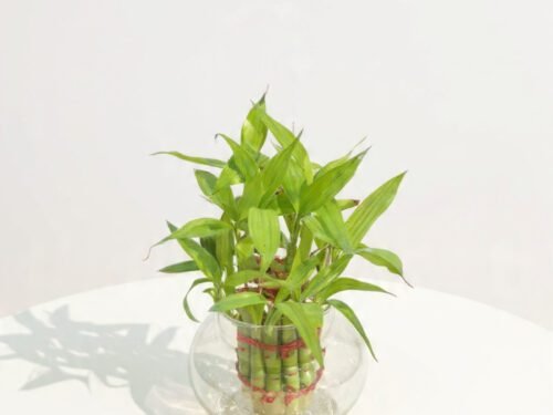Lucky Bamboo (Two Tier) 10x in Glass Pot